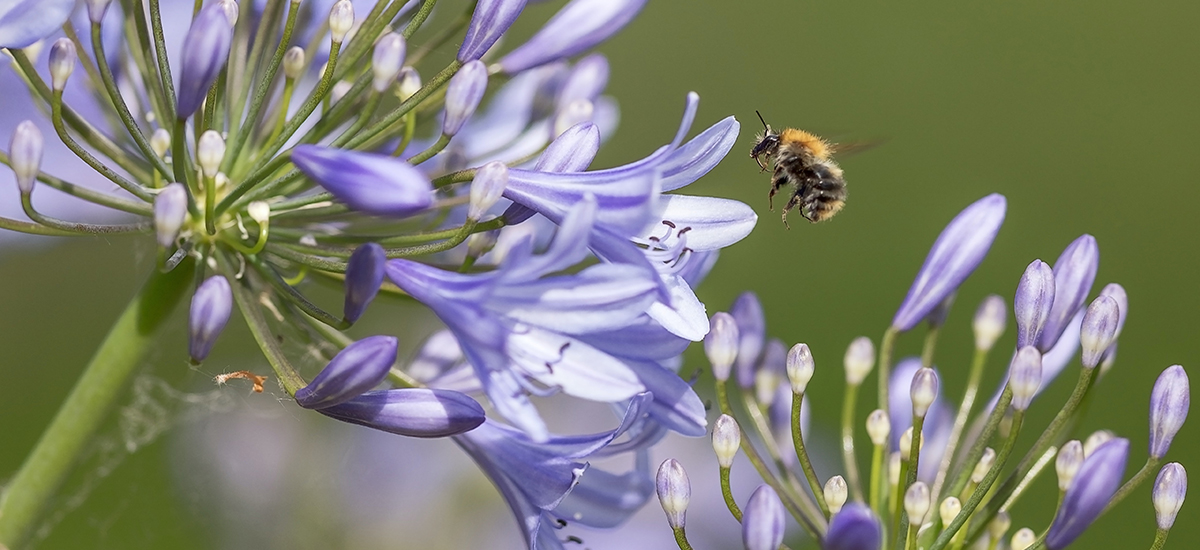 Bee landing on purple flower.