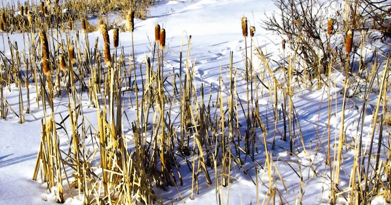 ‘Baby, It’s Cold Outside’: Black History Month meets Vermont winter