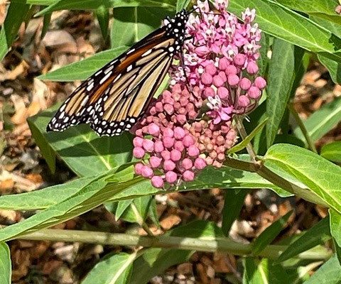 New Exhibit Opening & Garden Party at the Chaffee Art Center July 27th!